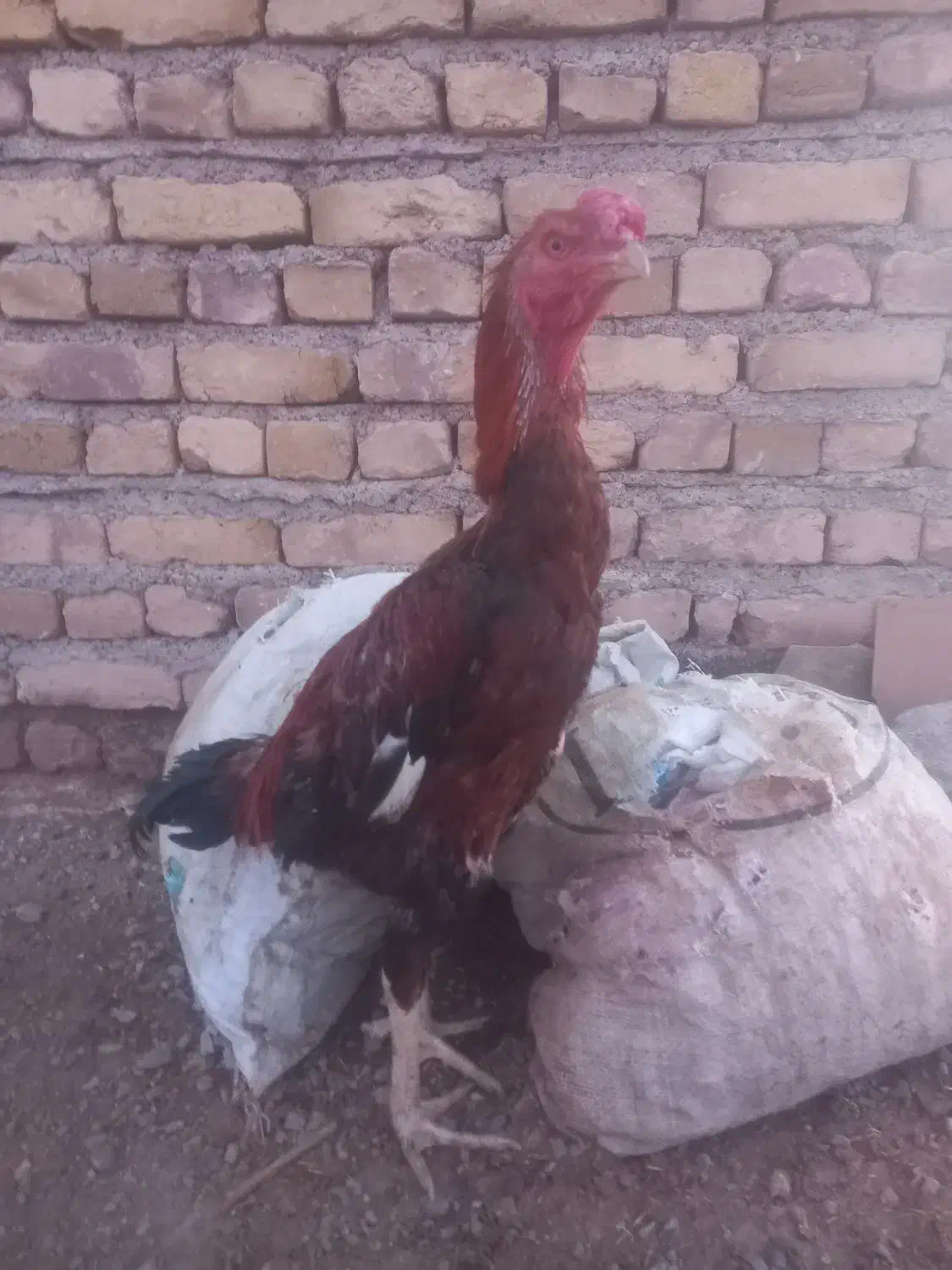 مرغ و خروس لاری اصیل|حیوانات مزرعه|تربتحیدریه, کلاته توکلی|دیوار