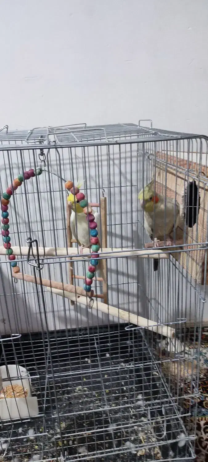 مولد عروس هلندی|پرنده|پاکدشت, پاکدشت (مامازند)|دیوار