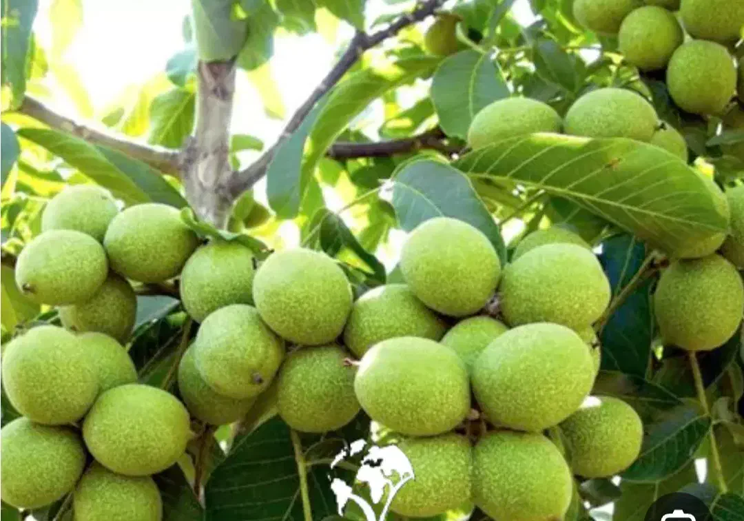 فروش نهال گردو تضمینی درنهالستان قنبری|گل و گیاه طبیعی|ارومیه, |دیوار