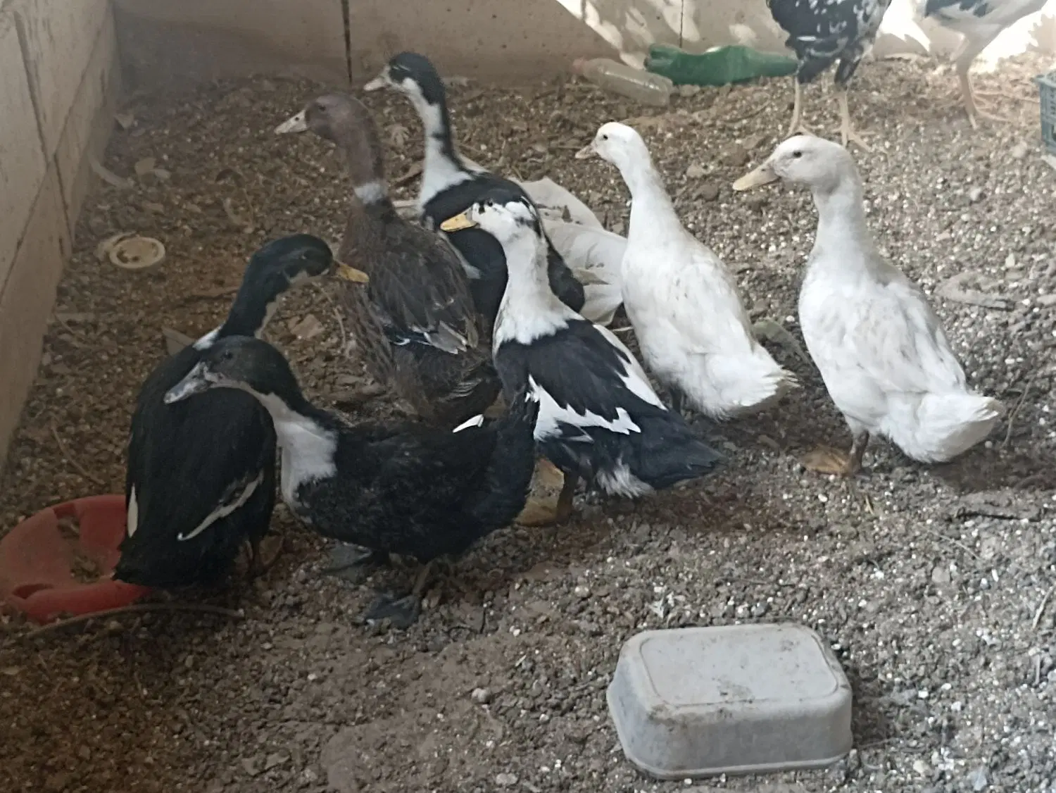 اردک|حیوانات مزرعه|اردکان, |دیوار
