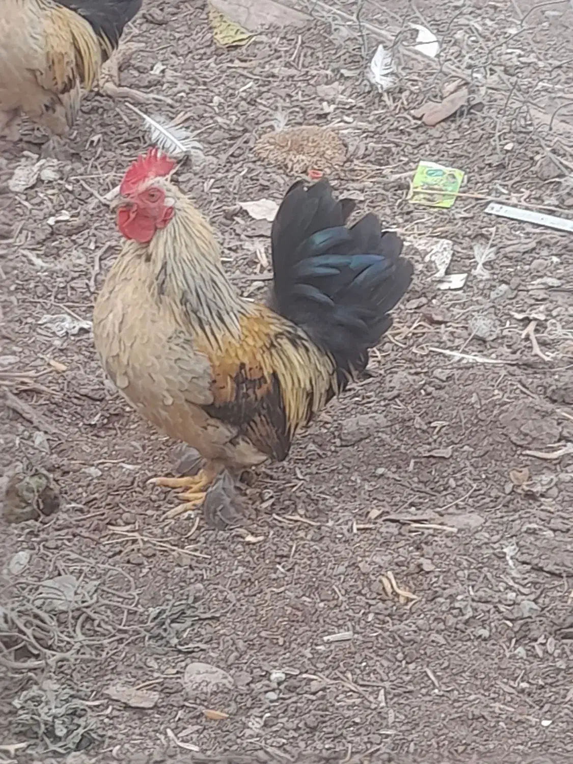 خروس و مرغ برهما کوچک|حیوانات مزرعه|خوی, |دیوار