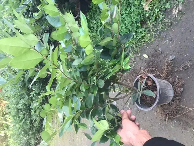 گل یاس گلدان ۳/۵|گل و گیاه طبیعی|واجارگاه, |دیوار