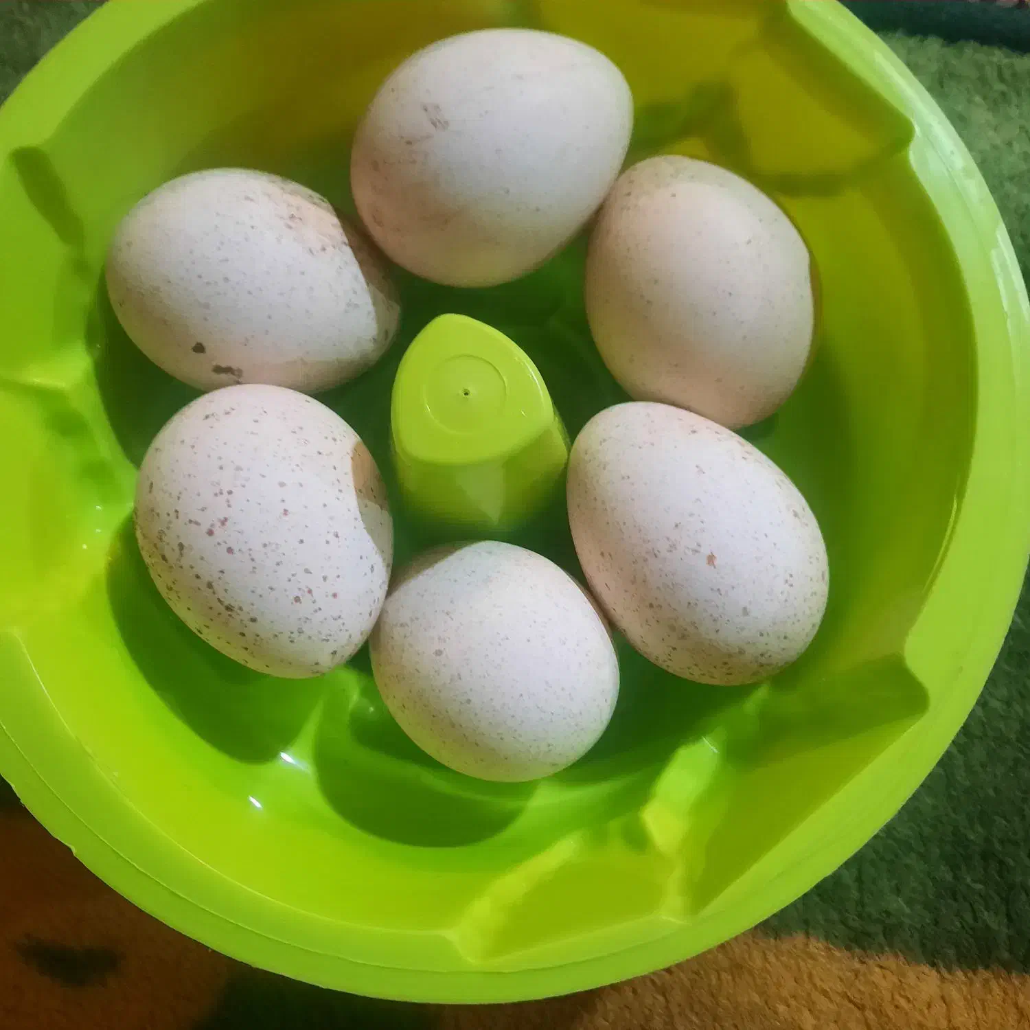 تخم بوقلمون|حیوانات مزرعه|زرین دشت (همدان), |دیوار