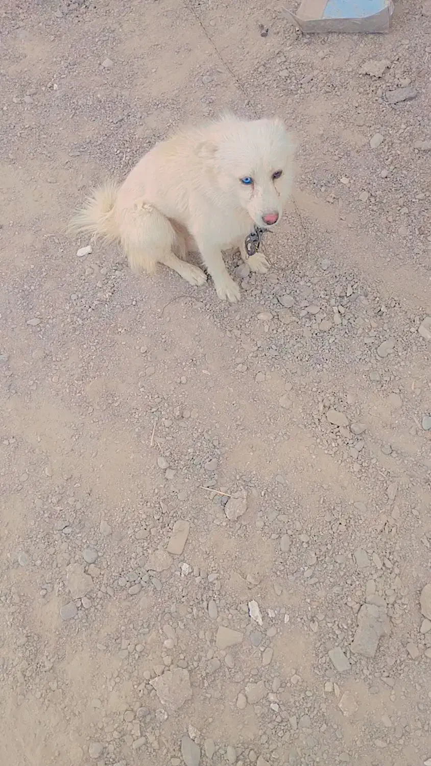 سگ پاکوتاه خیلی باهوش وزرنگ|سگ|زابل, |دیوار