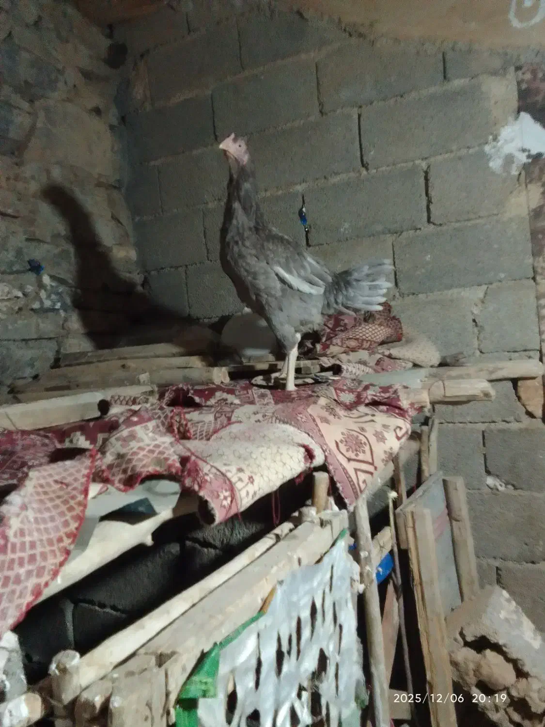 مرغ و خروس لاری|حیوانات مزرعه|سنندج, |دیوار