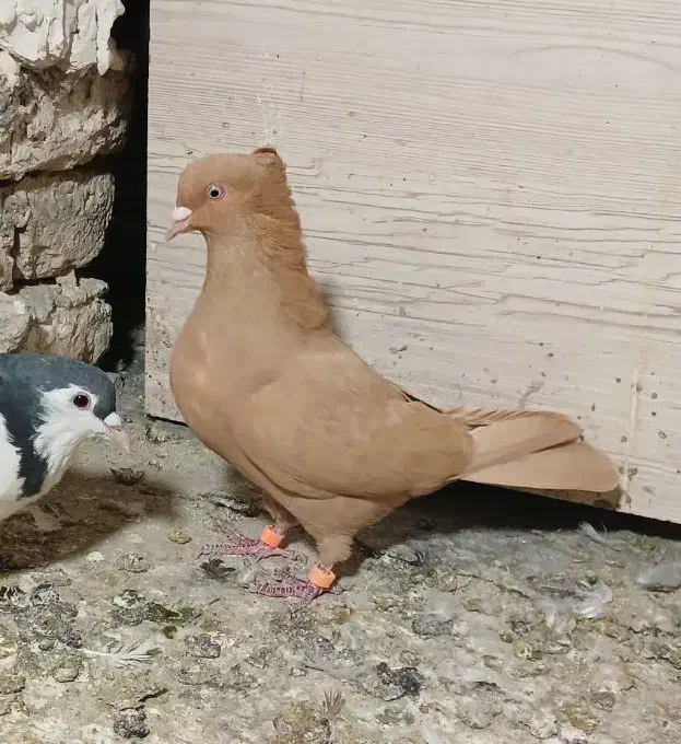 زرد کاکلی ماده|پرنده|شاندیز, |دیوار