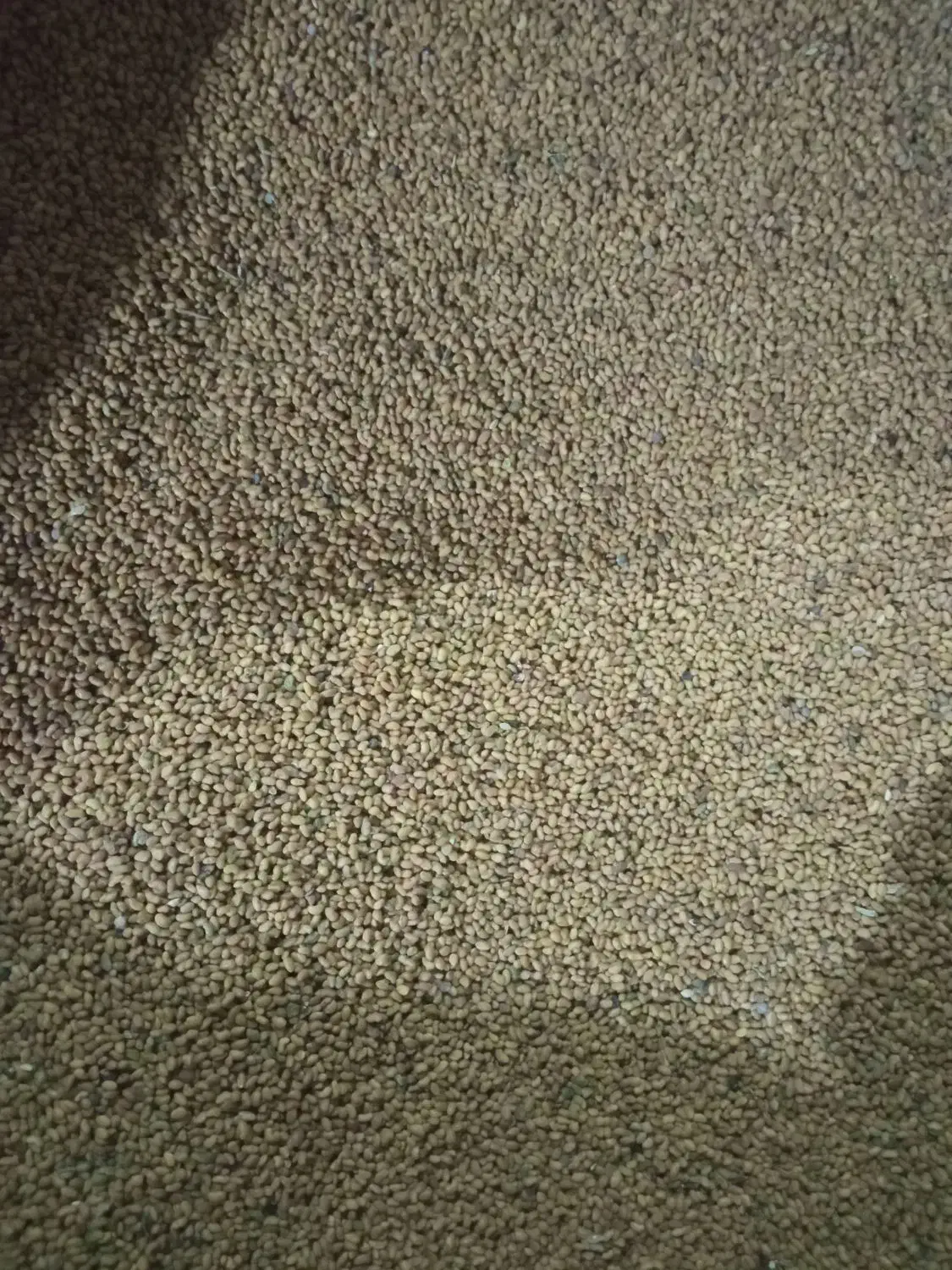 تخم یونجه|خدمات باغبانی و درختکاری|شراء, |دیوار