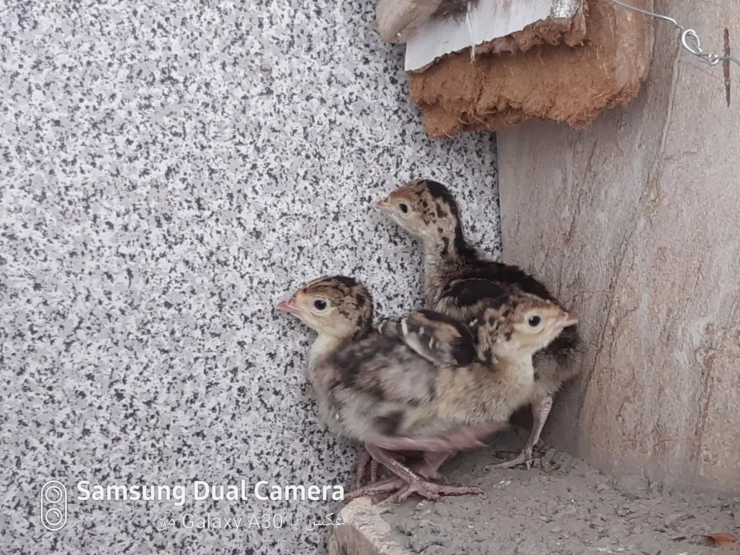 جوجه بوقلمون برنزه و بیوتی قفس و عروس هلندی مولد|حیوانات مزرعه|بیرجند, |دیوار