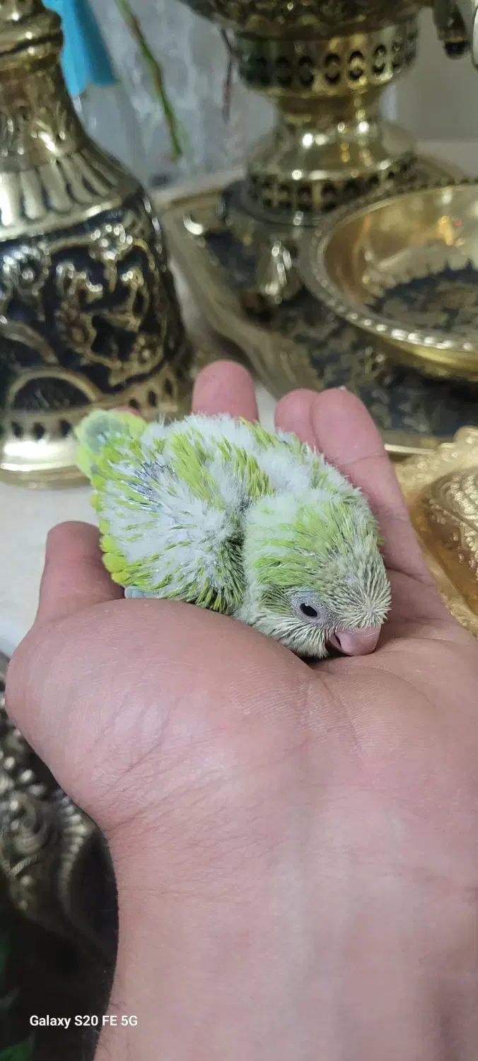 راهب پسته ای سرلاکی|پرنده|اصفهان, آزادان|دیوار