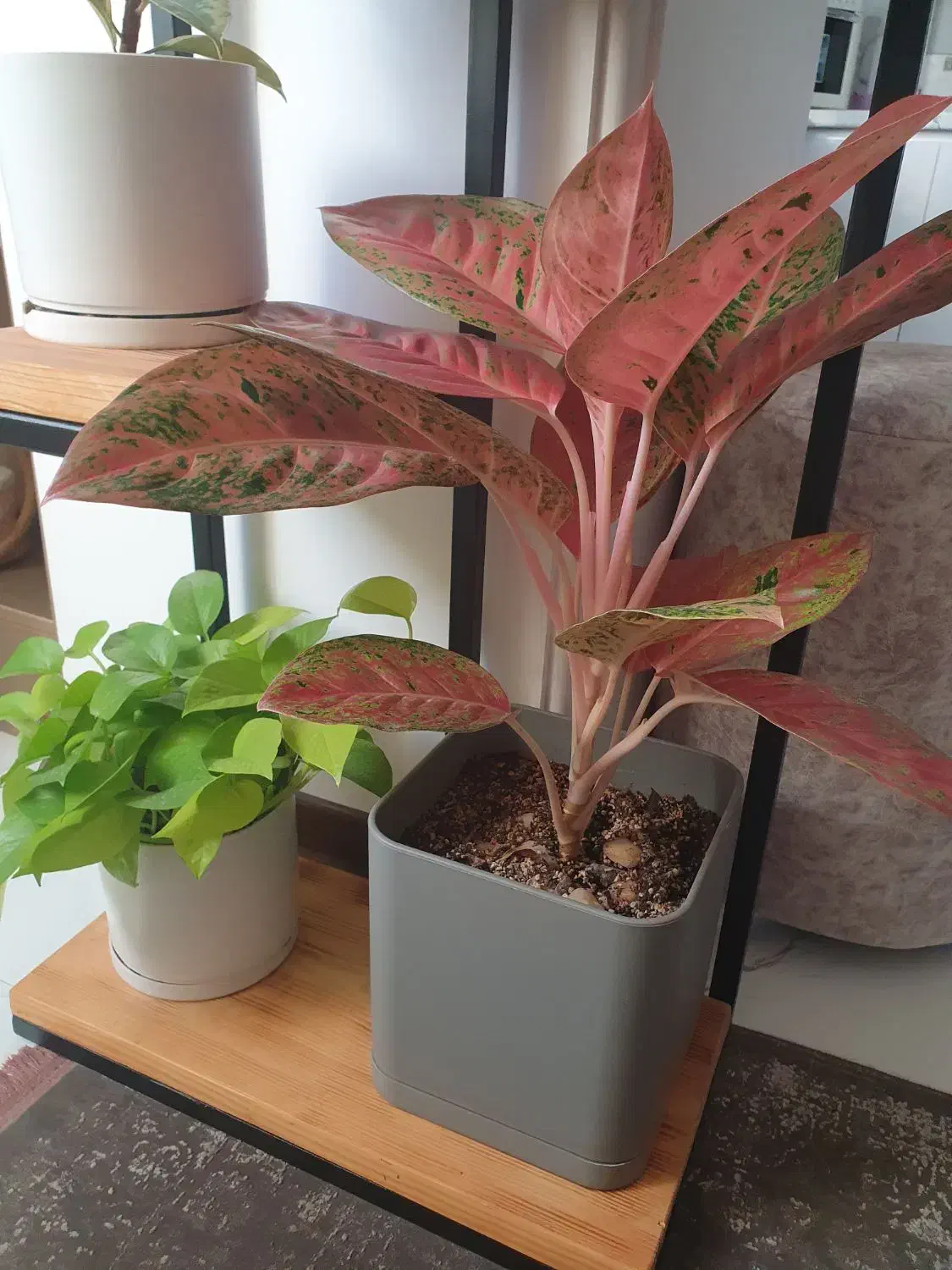 فروش گل های آپارتمانی|گل و گیاه طبیعی|ساری, |دیوار