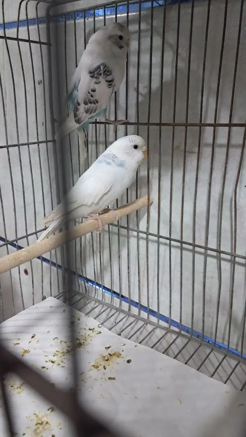 پرنده فروشی چیکو|پرنده|قیدار, |دیوار