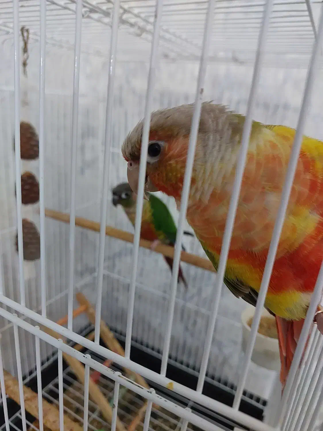 گرینچیک|پرنده|باقرشهر, |دیوار