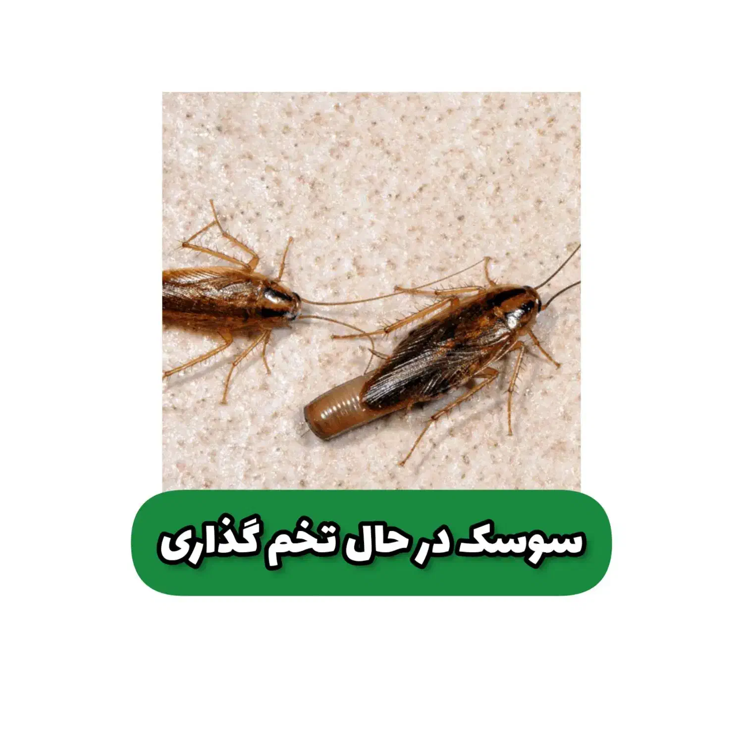 سمپاشی تضمینی منازل و محل کار|خدمات نظافت|نیشابور, شهرک فرهنگیان|دیوار