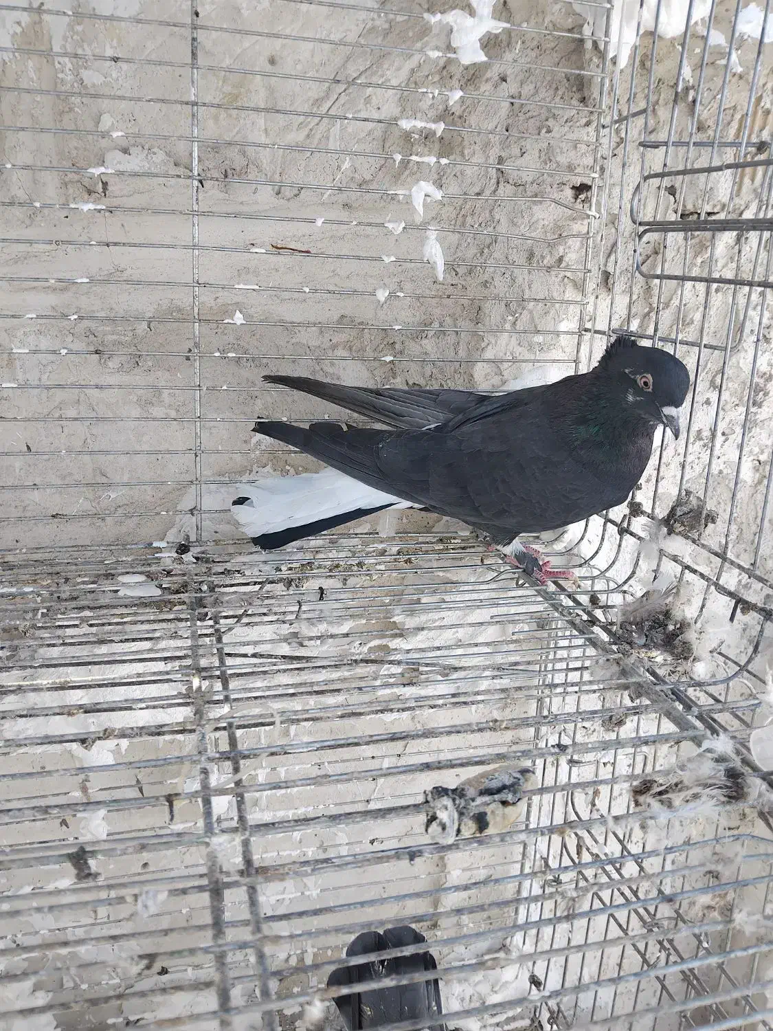 ماده زاغ دم سفید کاکلی|پرنده|کاشان, مصلی|دیوار