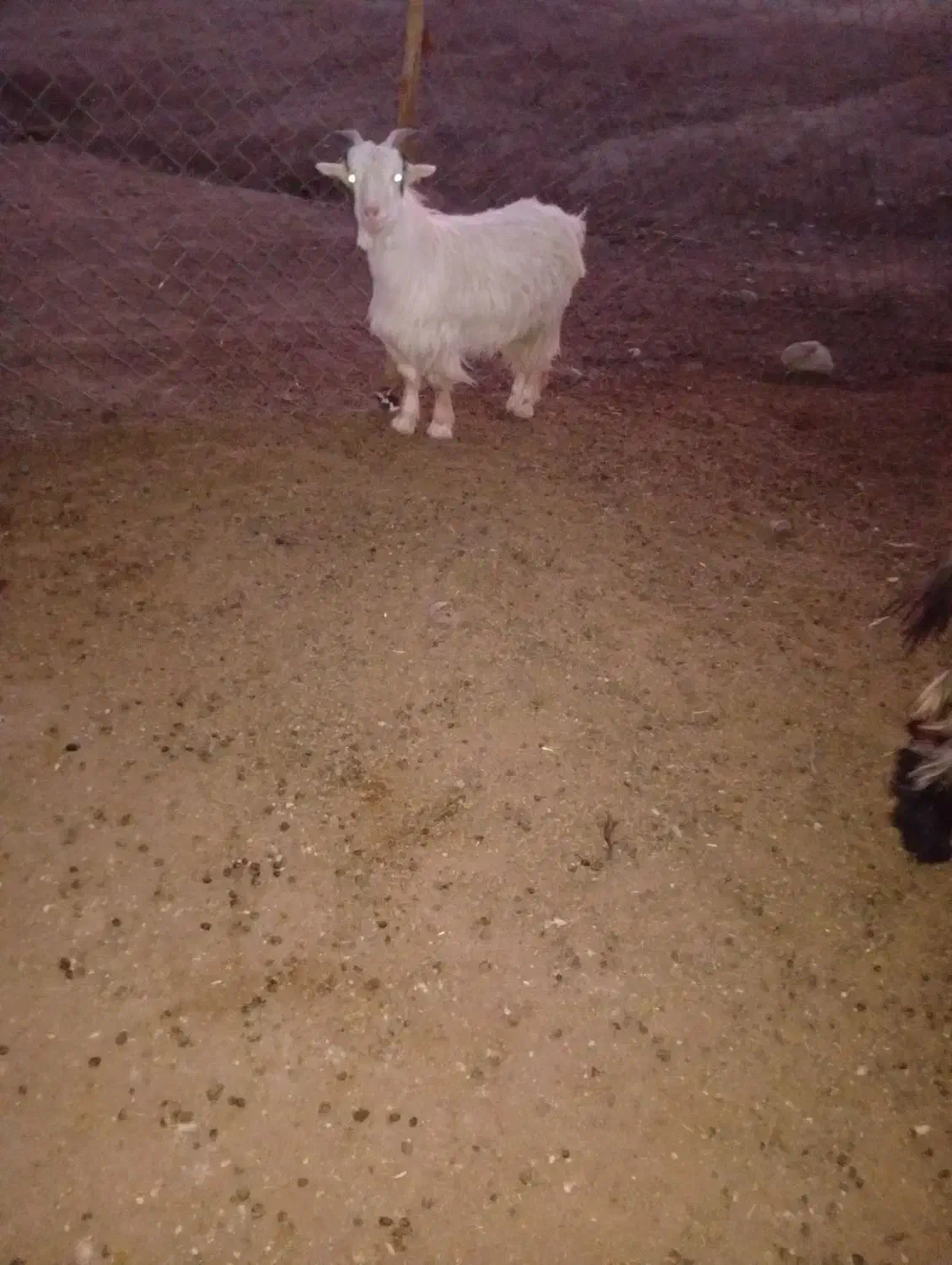 بیگ ماده .تیشتر .بز|حیوانات مزرعه|شوشتر, |دیوار