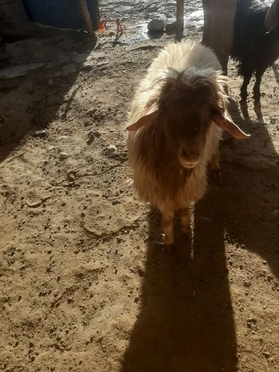 قورچ|حیوانات مزرعه|چگنی, |دیوار