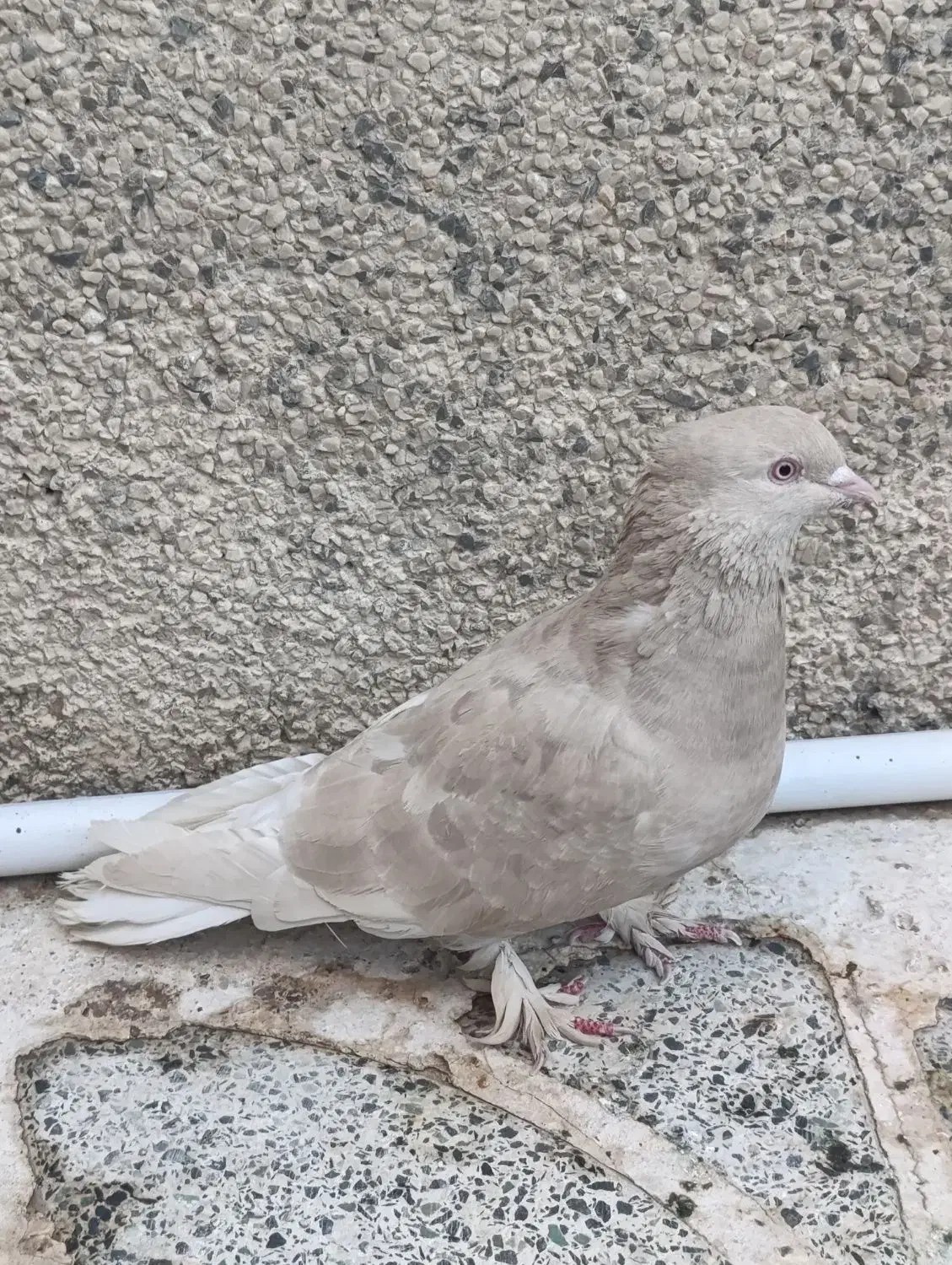 کبوتر ارده ای دمسفید|پرنده|مرودشت, شهرک مهدیه|دیوار