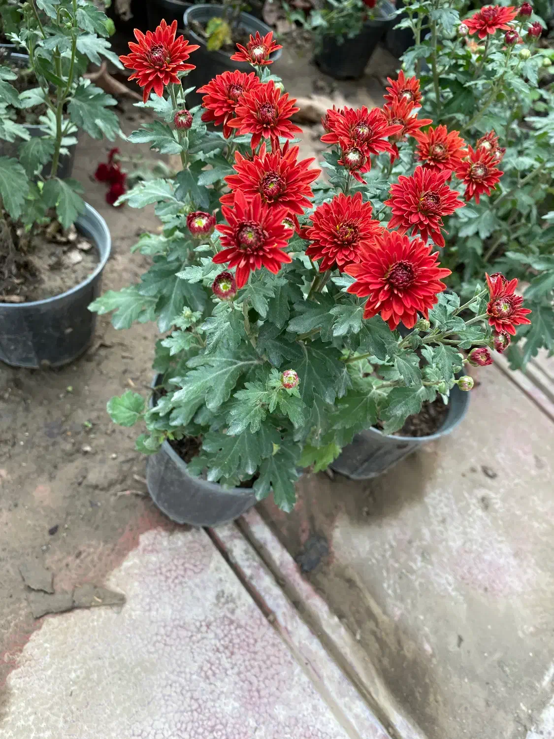 کارگر باغ|استخدام سرایداری و نظافت|محمودآباد, |دیوار