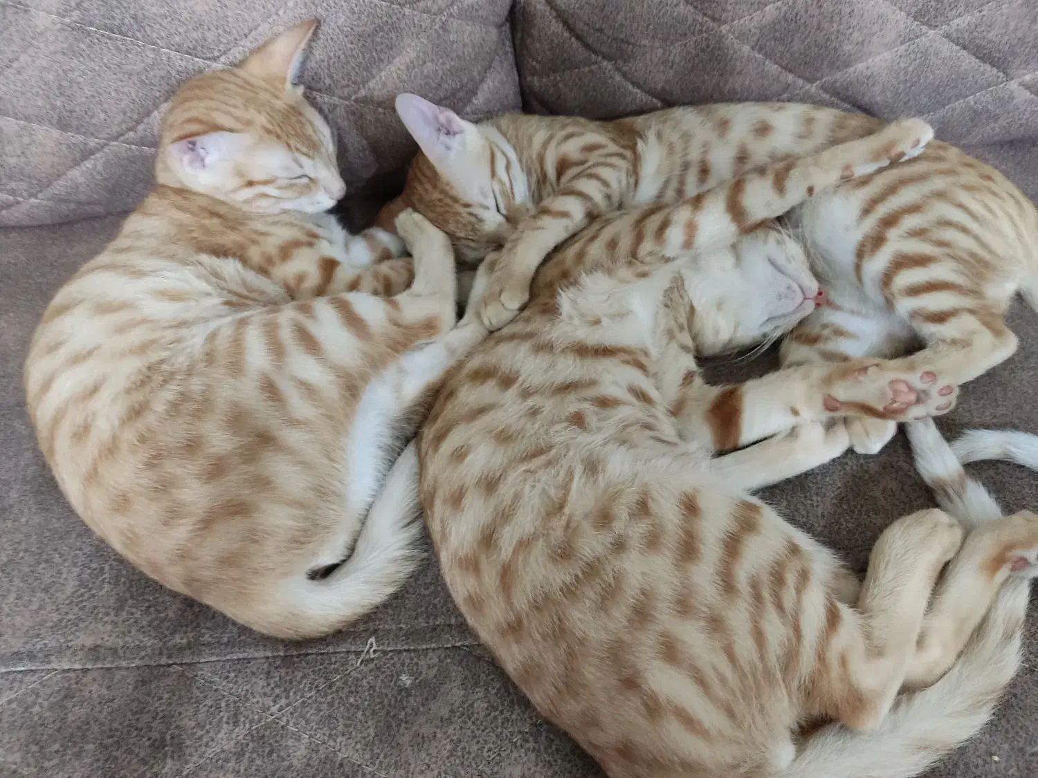 واگذاری سریع گربه|گربه|بوشهر, |دیوار