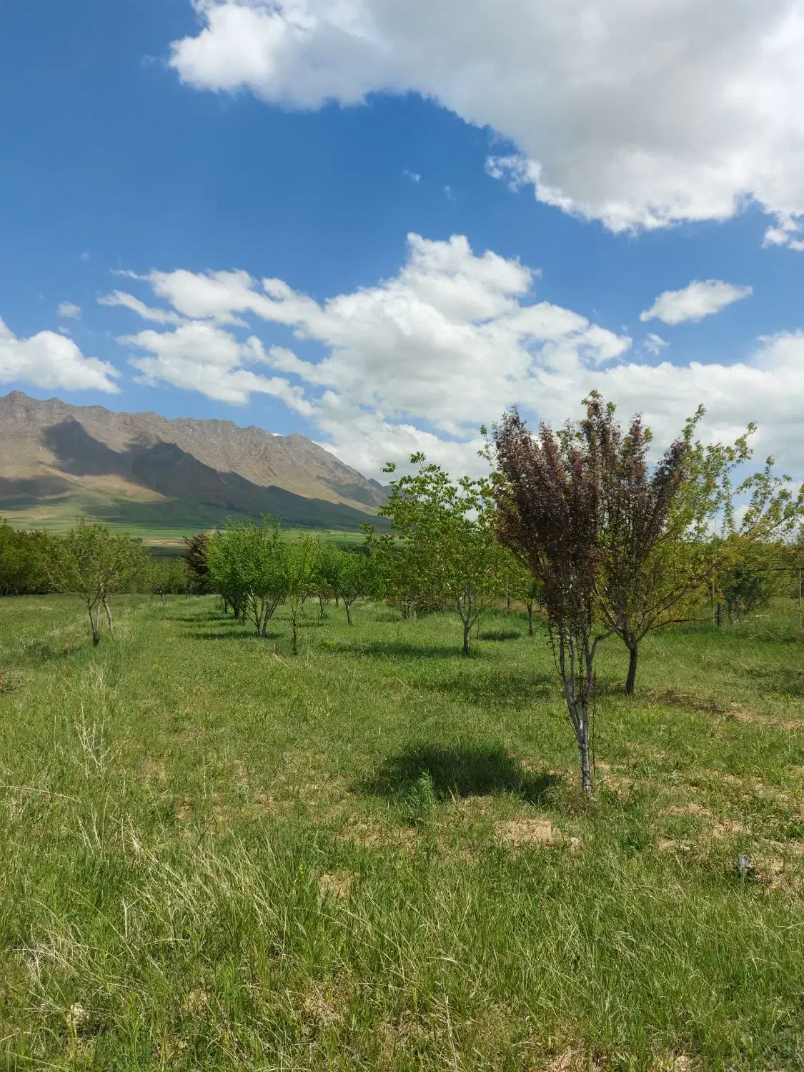 باغ فروشی آستانه|فروش زمین و ملک کلنگی|شازند, |دیوار