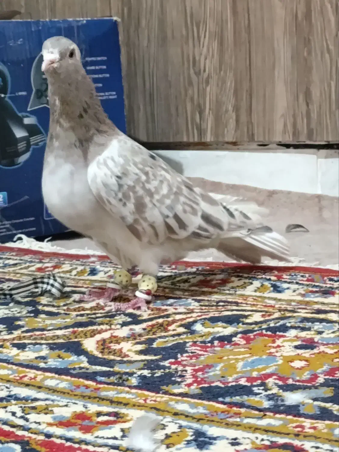 هفت رنگ دم سفید کاکل نر|پرنده|شهرآباد, |دیوار