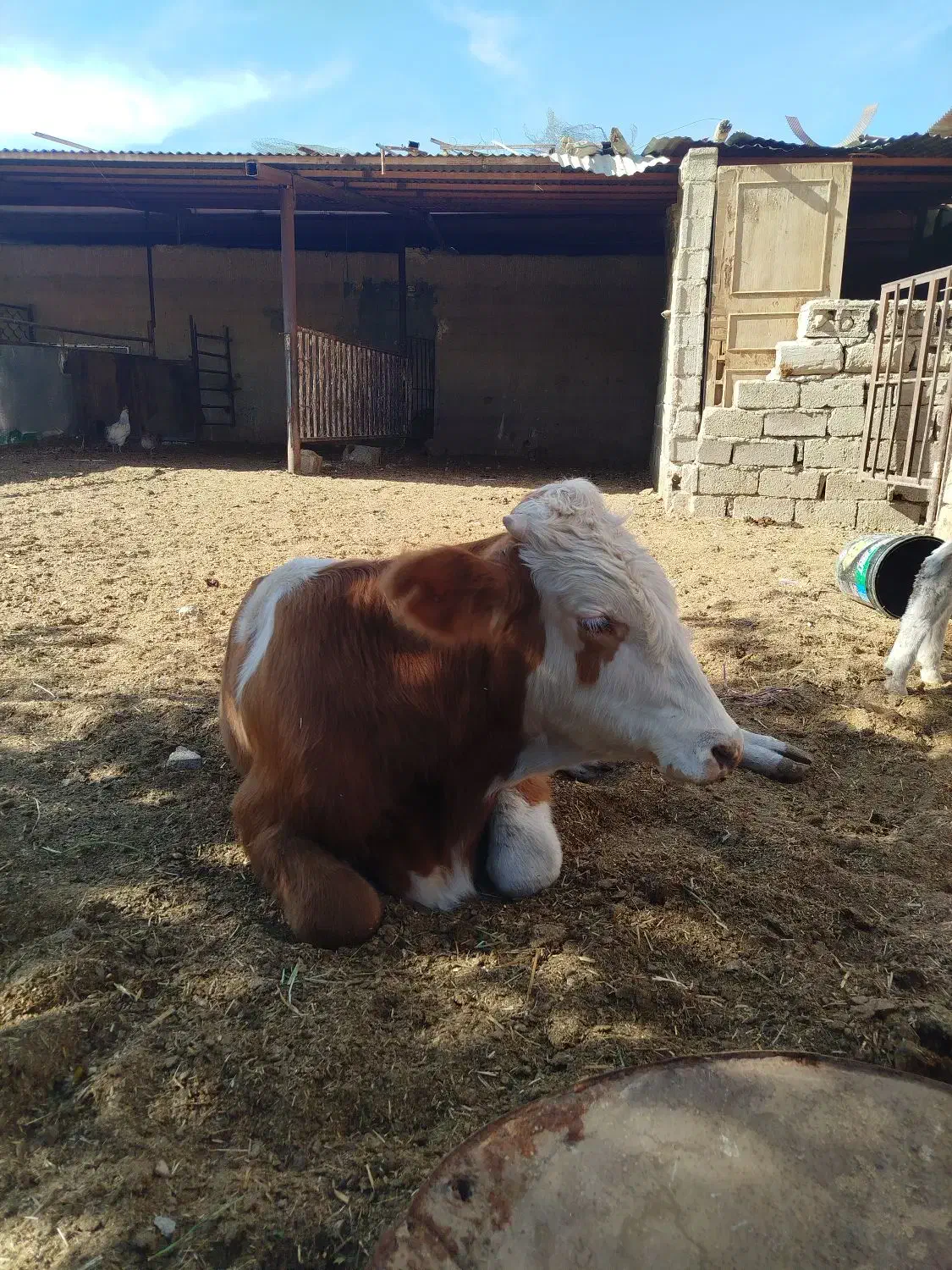 گوساله نر ـ سیمینتال ـ دورگ ـ محلی ( کــوار)|حیوانات مزرعه|طسوج, |دیوار