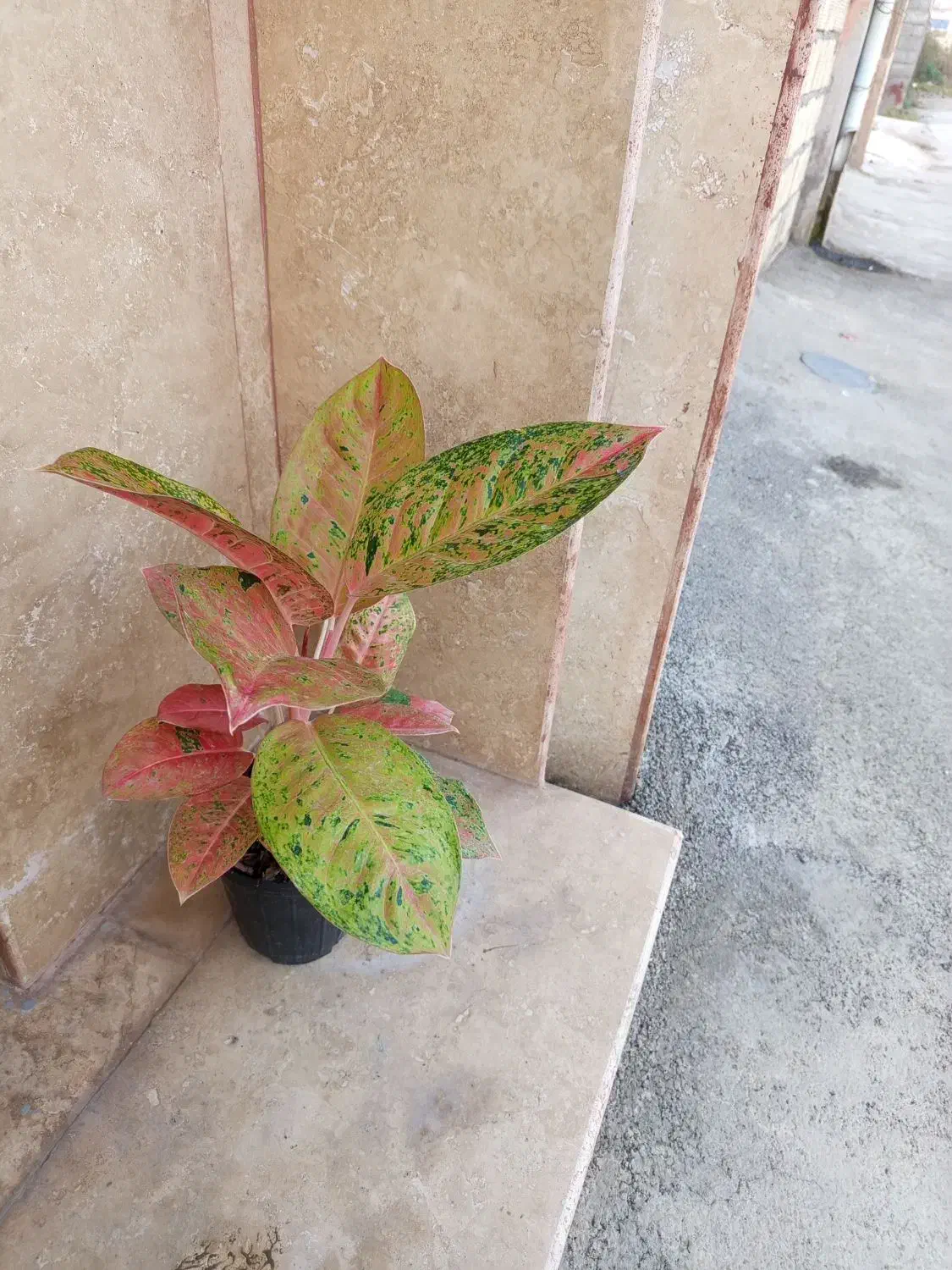 گل وگیاه طبیعی|گل و گیاه طبیعی|رشت, پل تالشان|دیوار