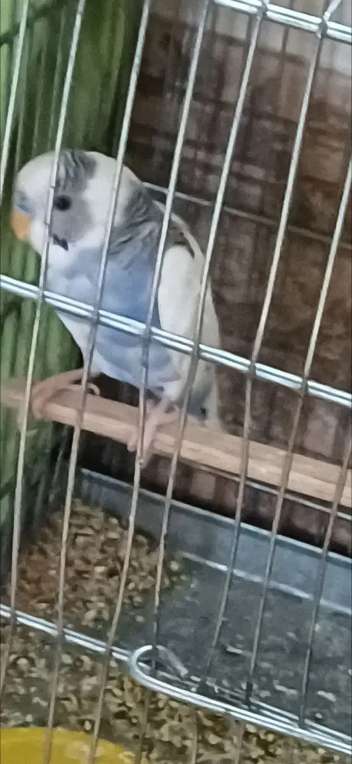 مرغ عشق ابلغ سفید ابی نر|پرنده|داراب, |دیوار