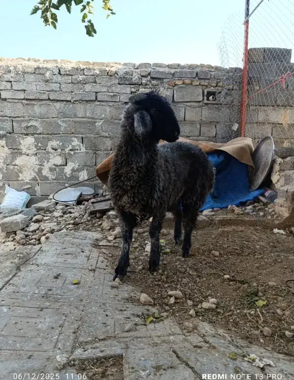 بزچاق بره ماده شاخی شیشک تقلی داشتی|حیوانات مزرعه|داراب, |دیوار