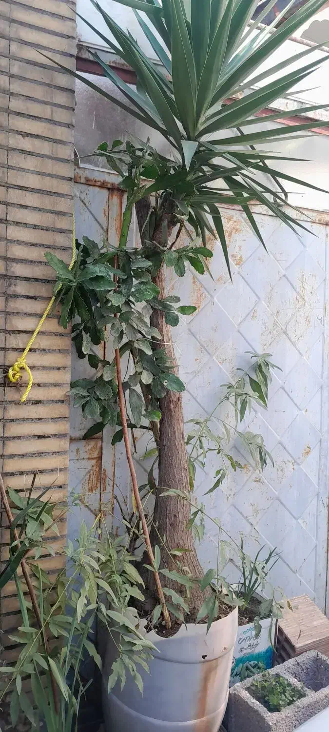 گل طبیعی یوکا و کاکتوس|گل و گیاه طبیعی|رشت, جماران|دیوار