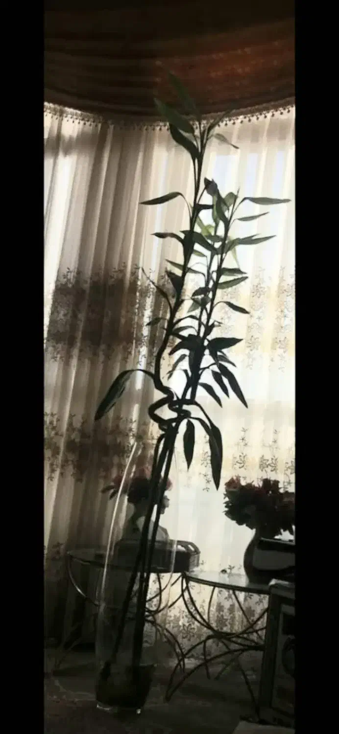 بامبو|گل و گیاه طبیعی|اصفهان, پارک مشتاق|دیوار