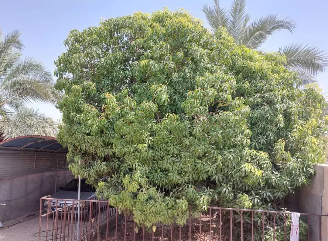 فروش یک‌باب منزل مسکونی در عنبرآباد|فروش خانه و ویلا|عنبرآباد, |دیوار