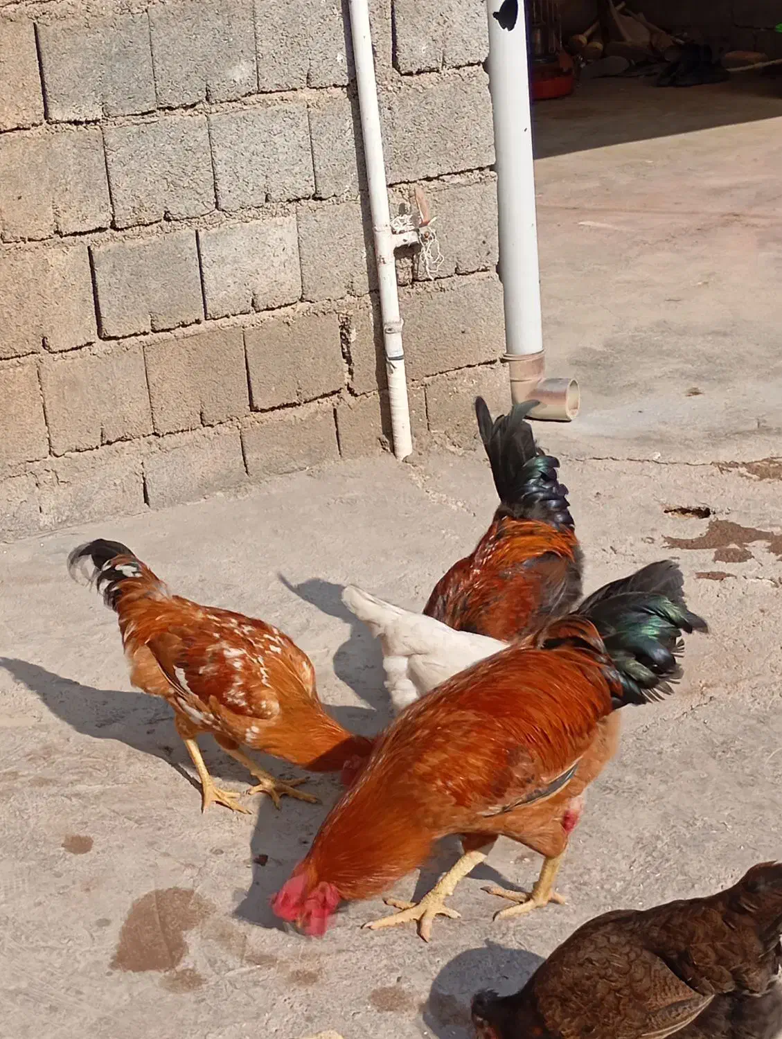 ۴عدد خروس جوان|حیوانات مزرعه|کارزان, |دیوار