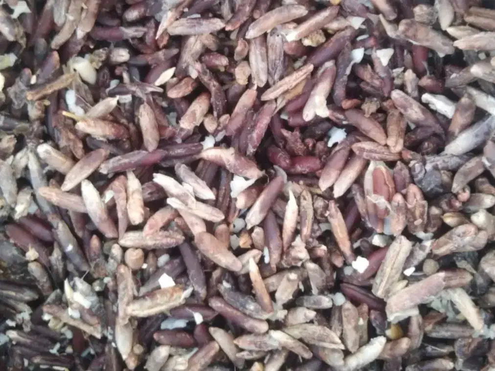 هسته خرما|صنایع دستی و سایر لوازم تزئینی|شیراز, طلاب|دیوار