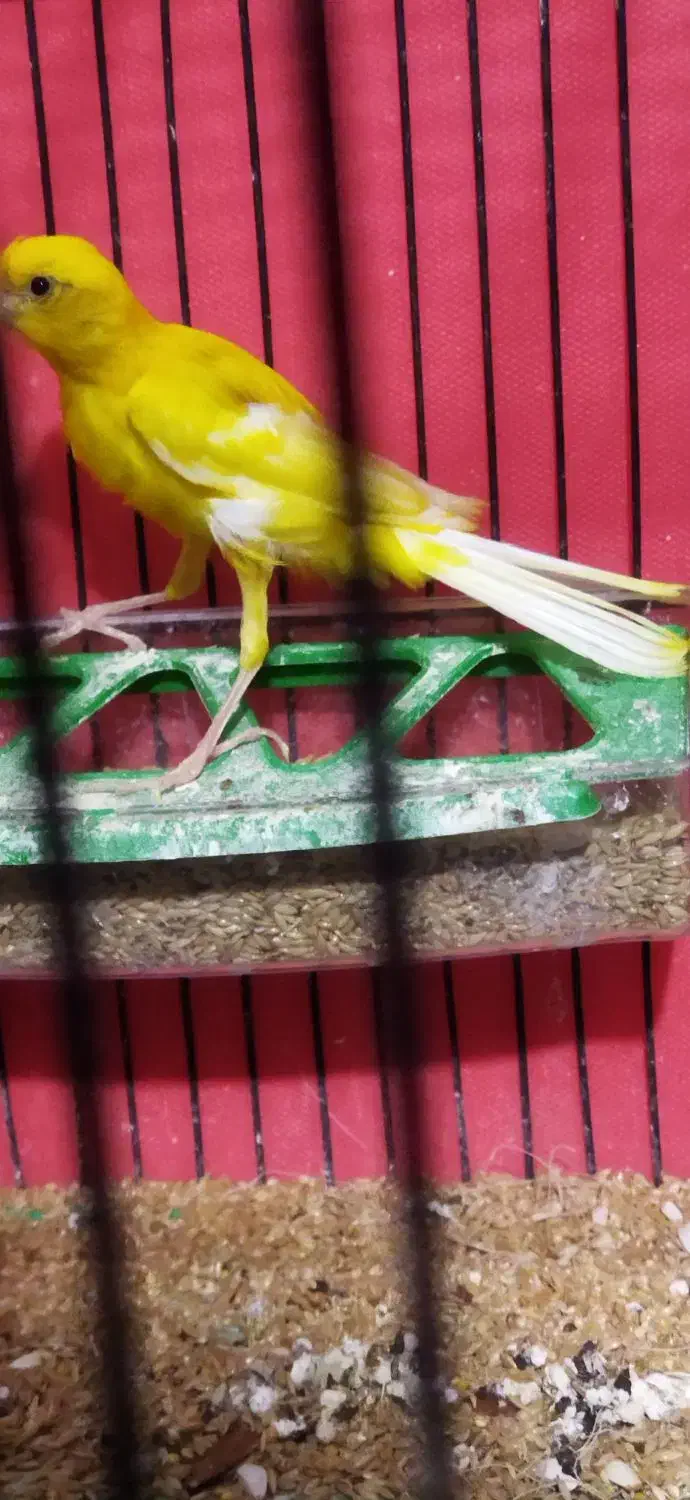 جفت قناری نر ماده|پرنده|اردبیل, |دیوار