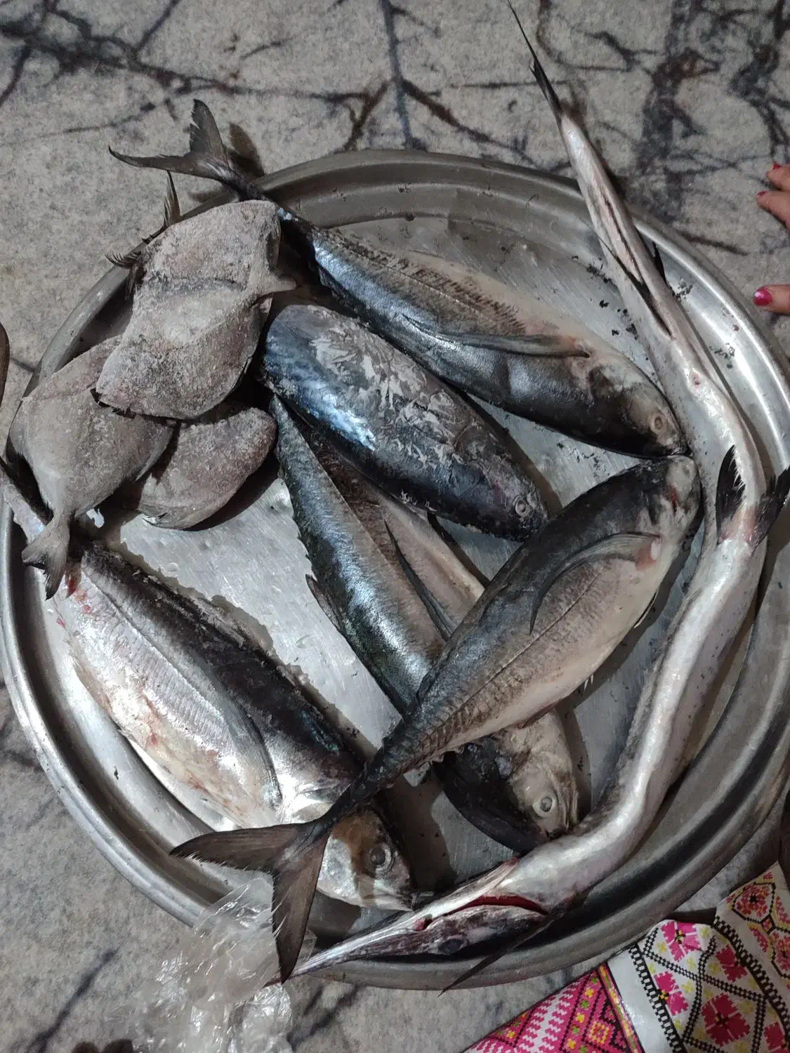 ماهی|ماهی|بوشهر, |دیوار