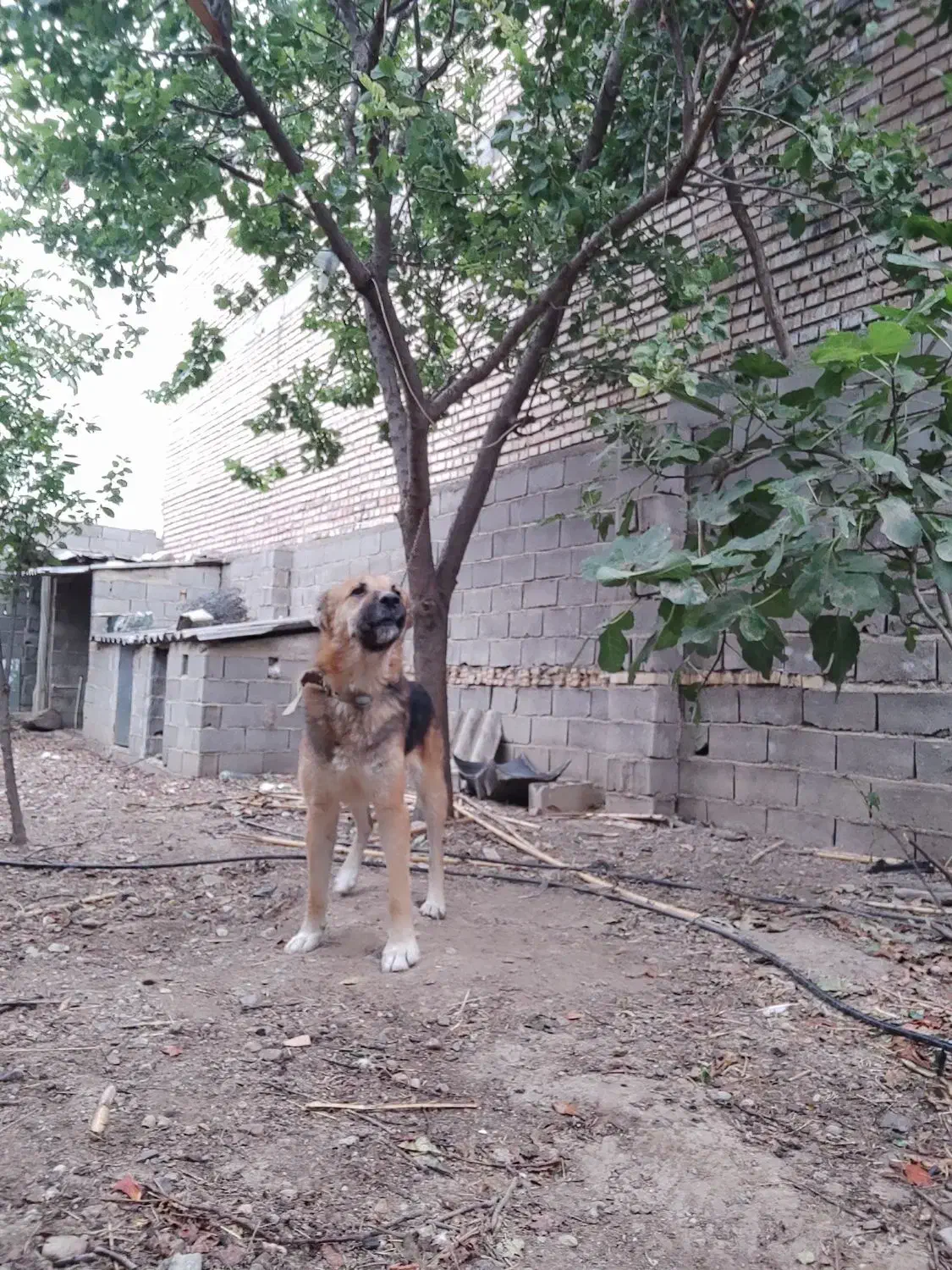 واگذاری سگ|سگ|رامیان, |دیوار