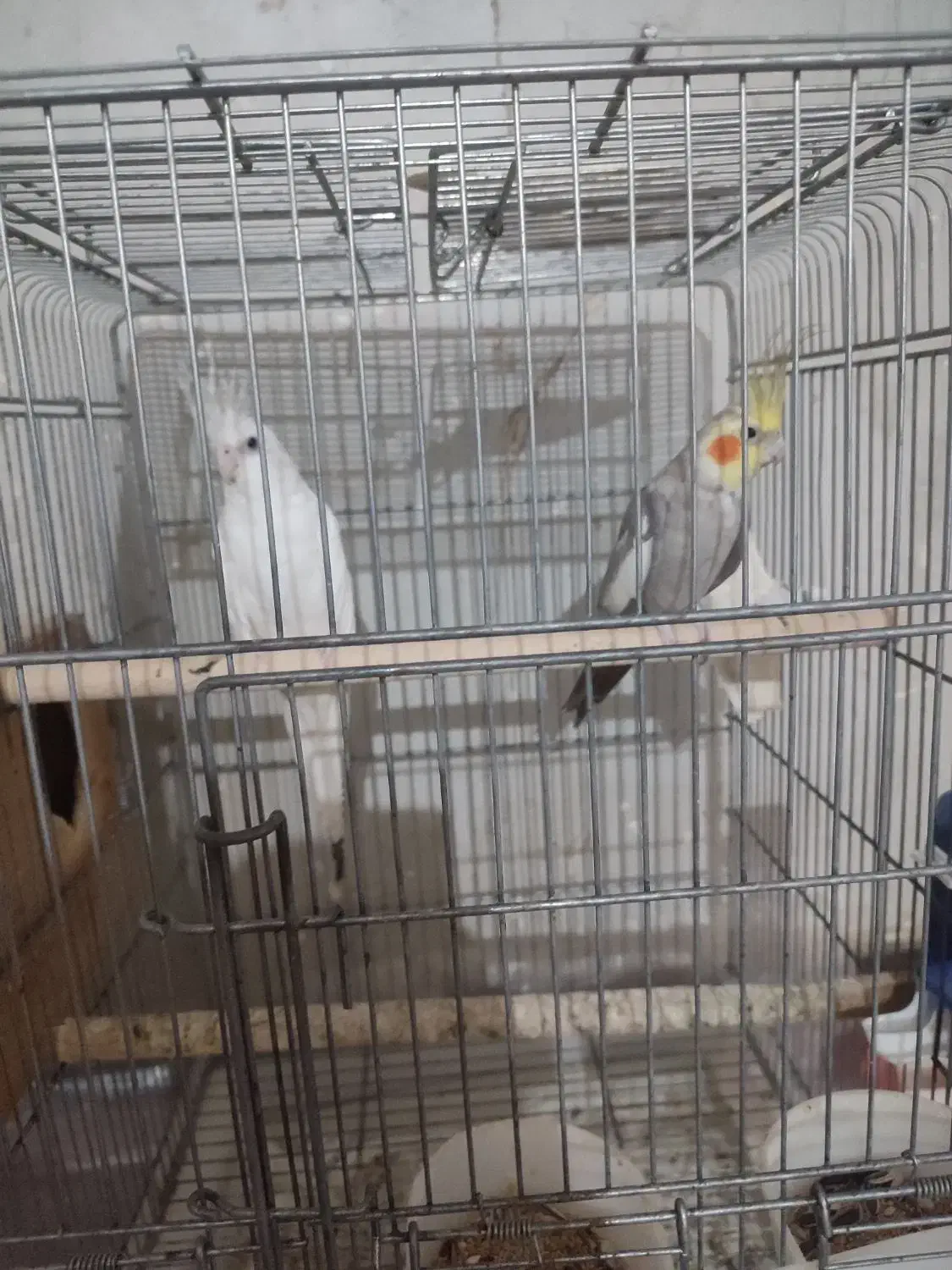 عروس هلندی|پرنده|فین, |دیوار