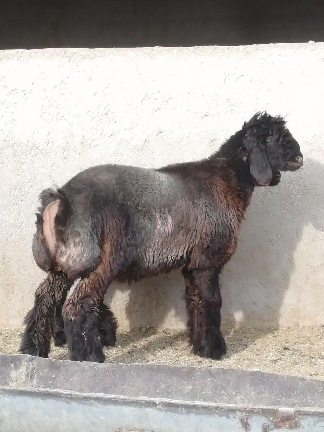 بره تهه|حیوانات مزرعه|شیراز, کوشک بیدک|دیوار