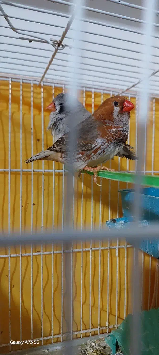 فنچ|پرنده|مشهد, چهنو|دیوار