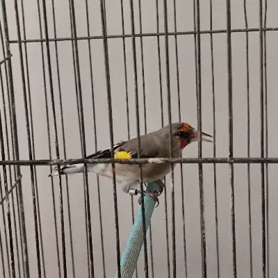 سقا نر کرمانی معاوضه با|پرنده|کرمان, |دیوار