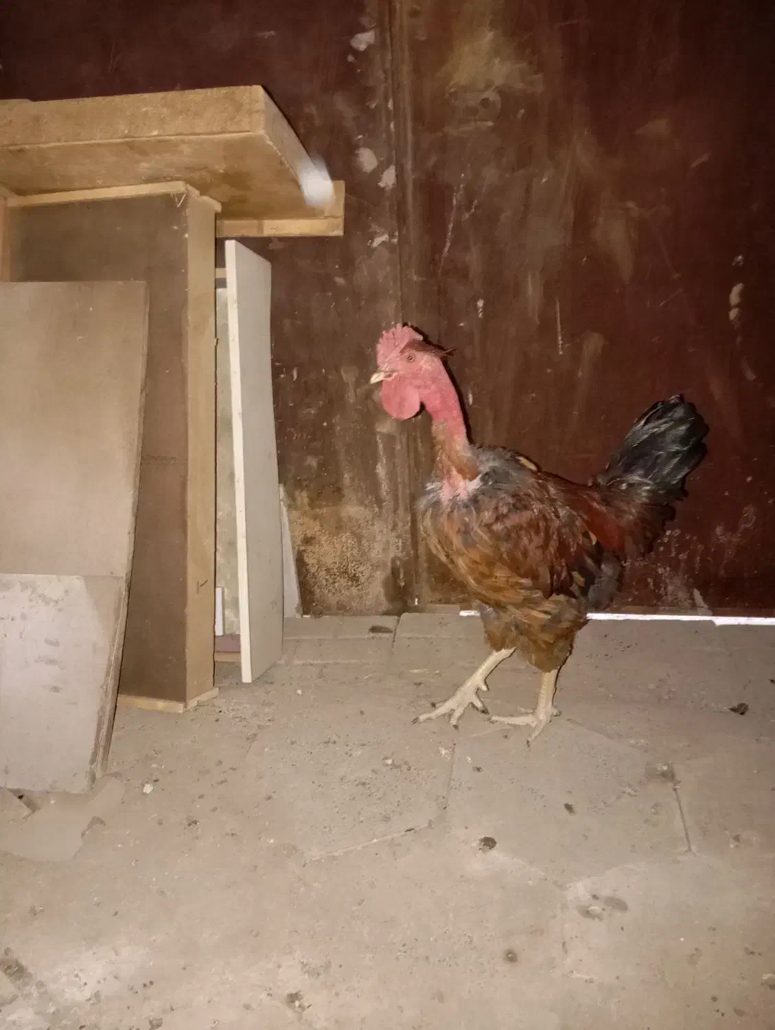 خروس گردن لخت|حیوانات مزرعه|مشهد, باغ فراگرد|دیوار