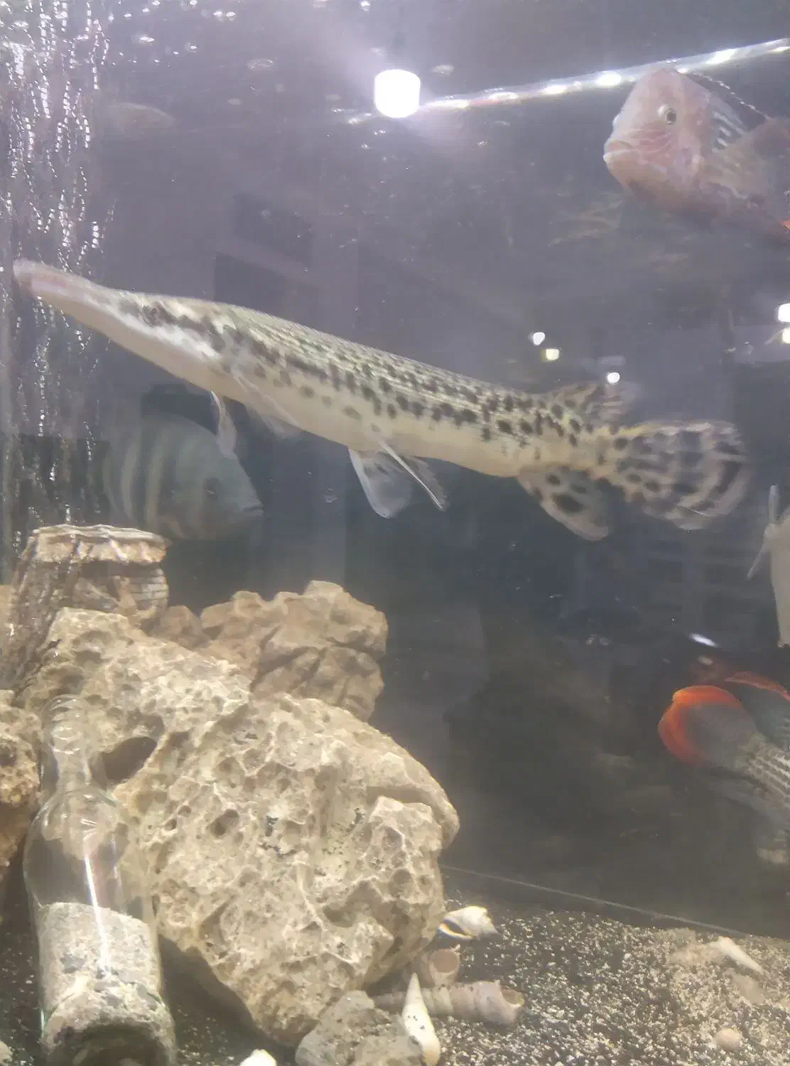 ماهی الیگیتور یاسرسوسماری|ماهی|شاهینشهر, مسکن مهر|دیوار