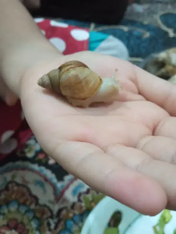 حلزون|خزنده|اهواز, شهرک پیام|دیوار