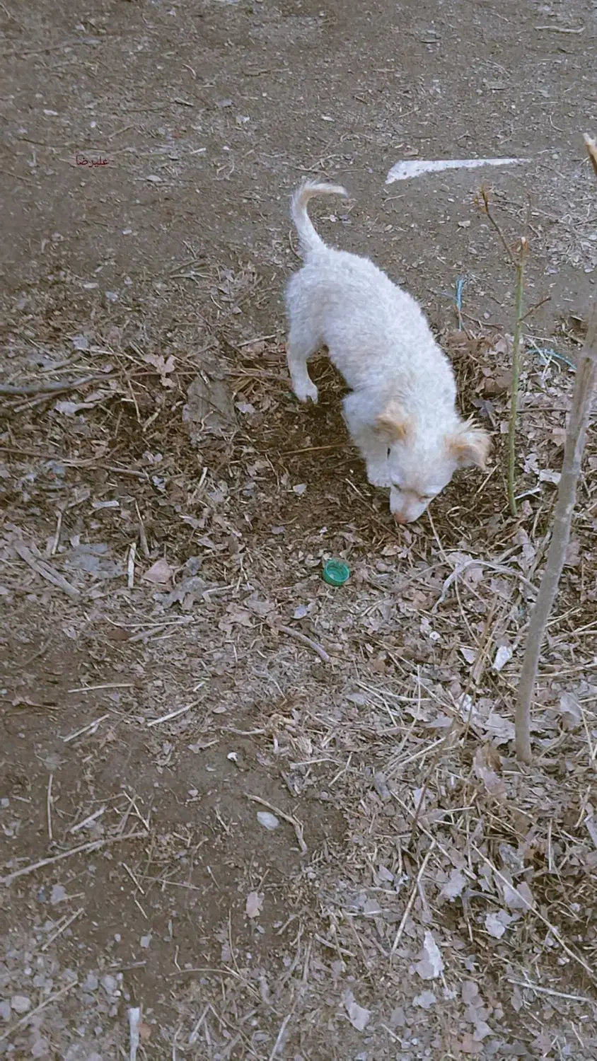 سگ شیتزدو|سگ|شاندیز, |دیوار