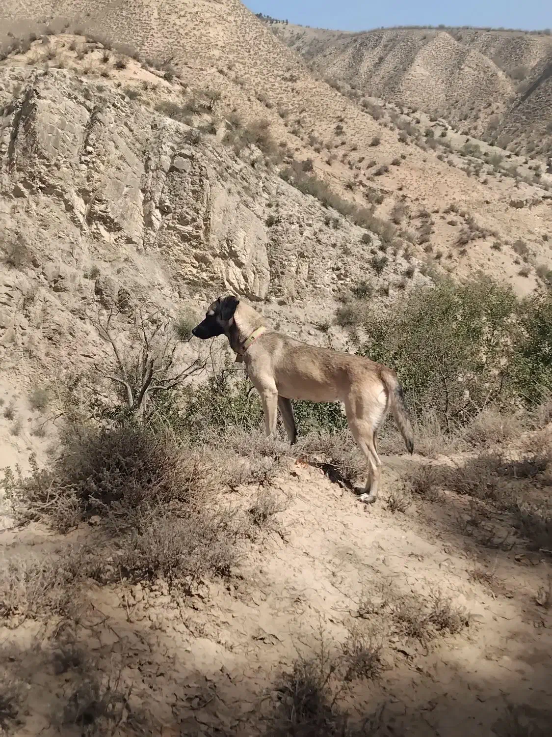 سگ المان بسیار حرفی حرف گوش کن|سگ|گلی داغ, |دیوار