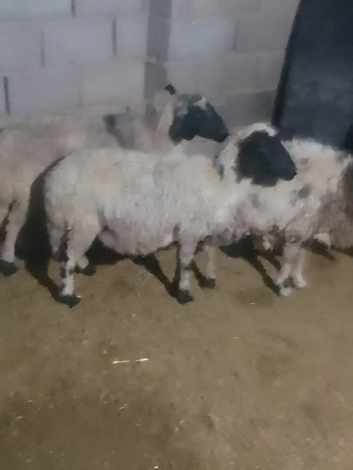 میش|حیوانات مزرعه|رفسنجان, |دیوار