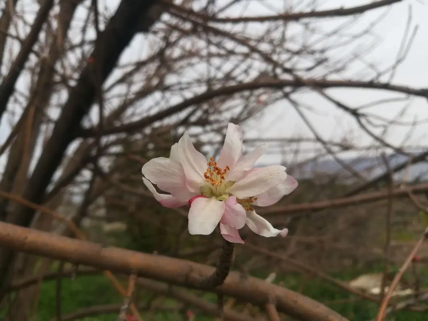 پیاده روی|فعالیت داوطلبانه|کازرون, |دیوار