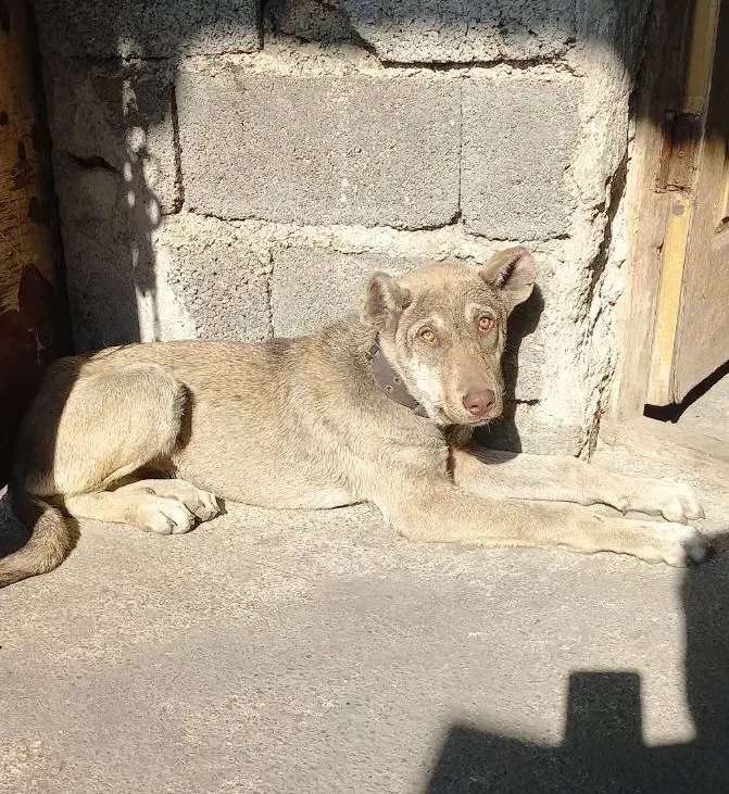 توله ماده پژدر اصیل|سگ|سنگر, |دیوار