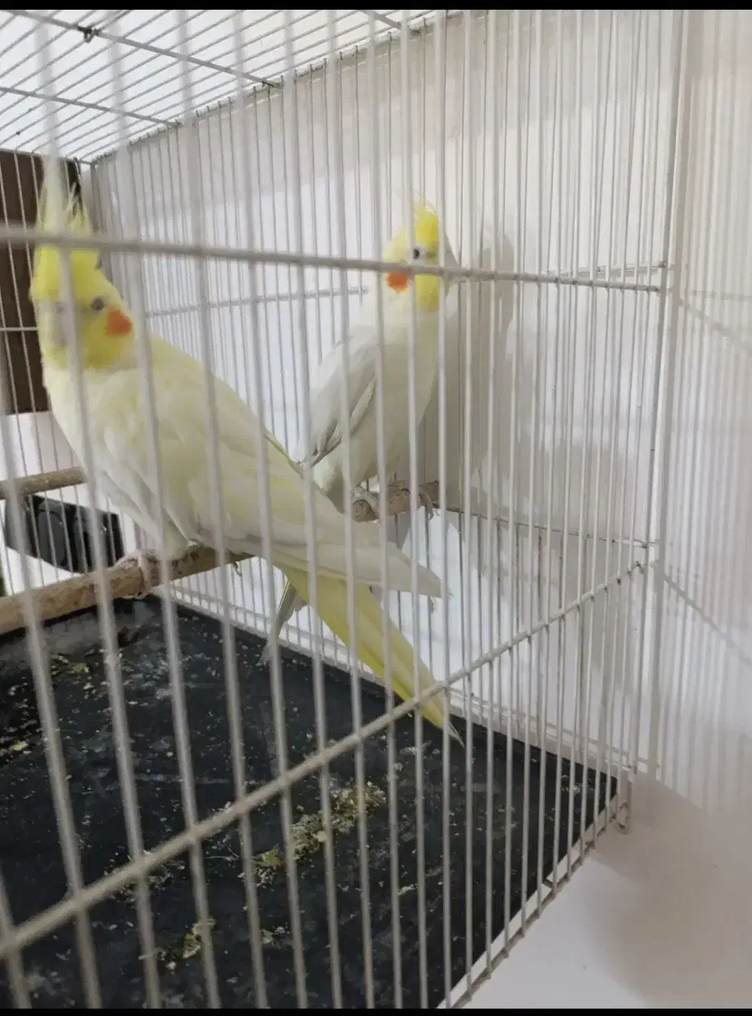 عروس هلندی|پرنده|مشهد, امیرآباد|دیوار